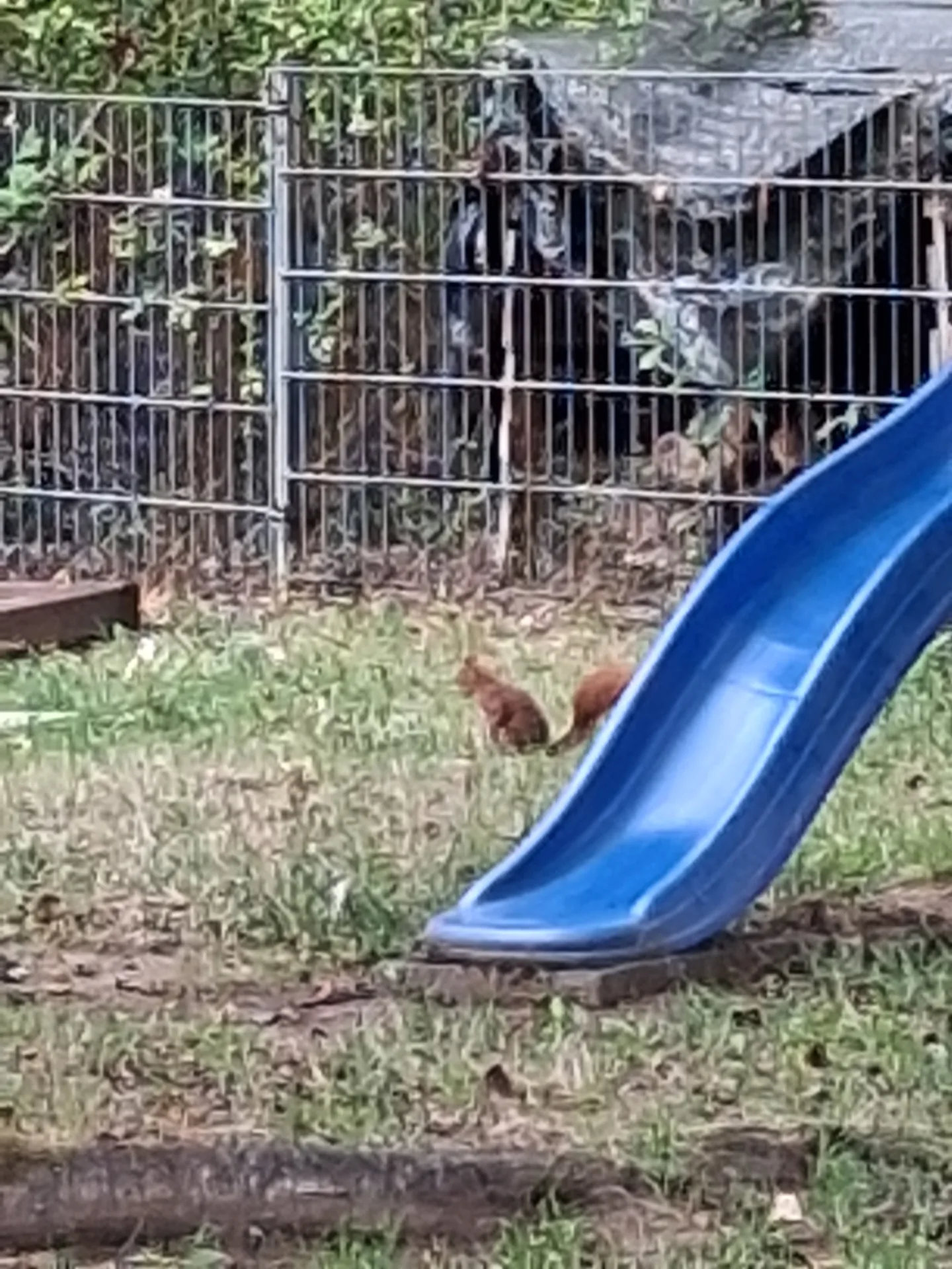 Nette Gäste im Garten beobachten